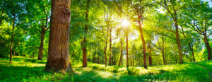 La giornata mondiale dell'ambiente si svolge il 5 giugno di ogni anno