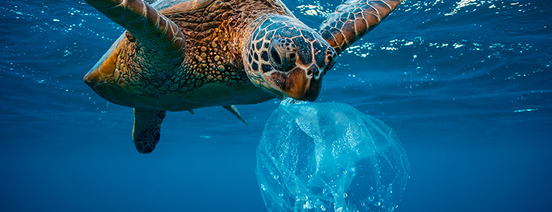 le sostanze tossiche e la plastica che inquinano i nostri mari