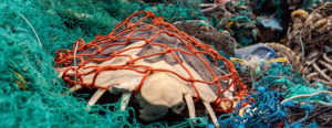 Isole di plastica