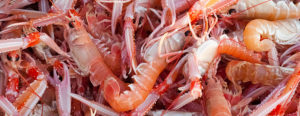 Plastica e crostacei