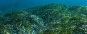 Prateria di Posidonia, fondale marino