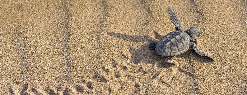 cuccioli tartarughe marine su spiaggia