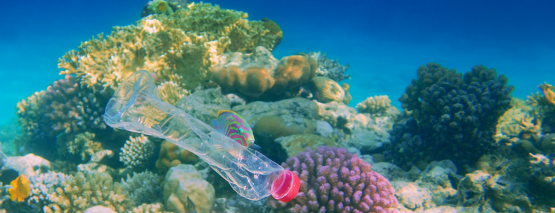 bariera corallina inquinata