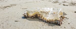 Sulla plastica abbandonata nascono delle colonie