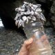 Ecosistema artificiale