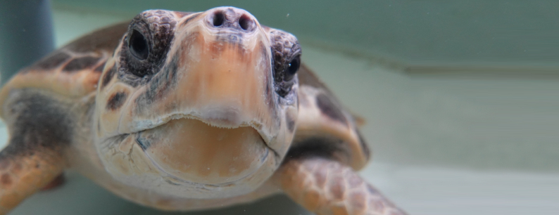 Tartaruga di Terra  CLINICA VETERINARIA GAIA